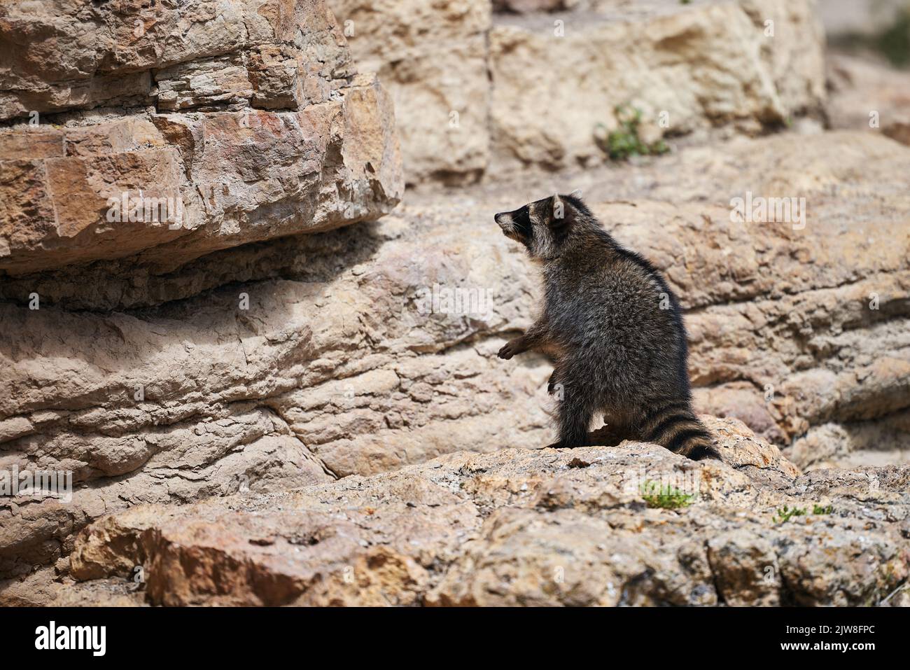 Wild Raccoon. Procyon lotor. Funny young raccoons live and play on a ...