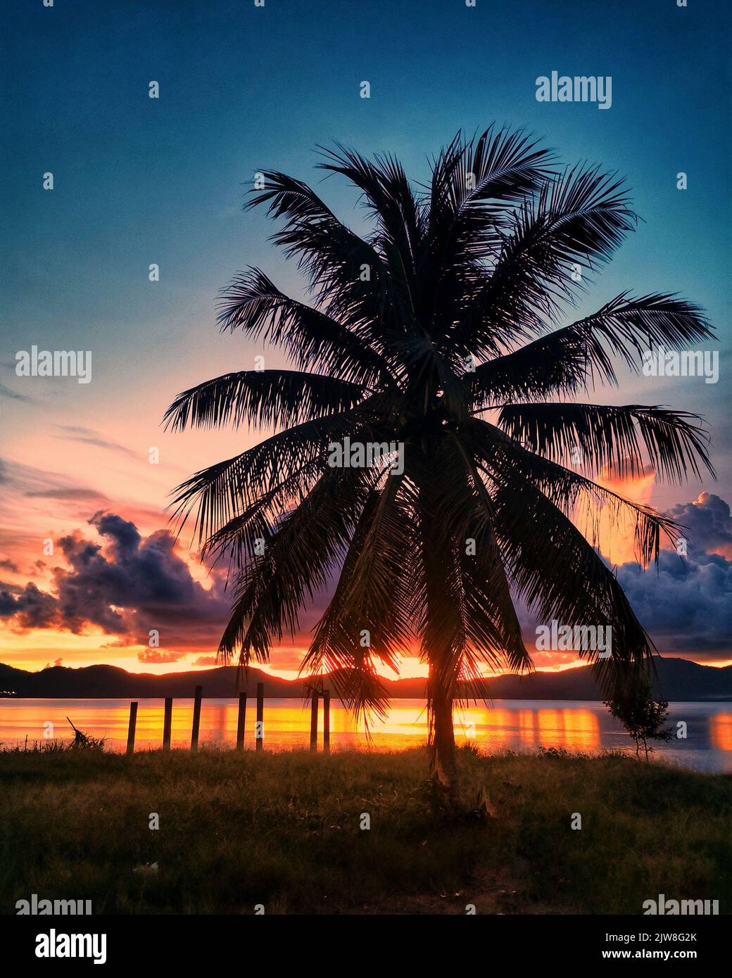 A vertical shot of a palm tree silhouette on a shore during sunset ...