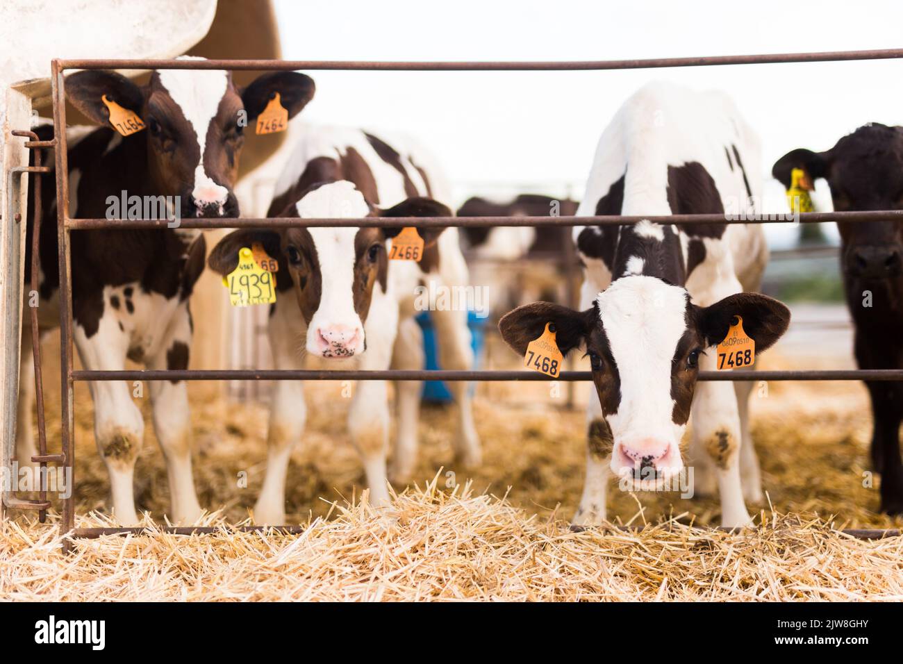 black and white calves in stall on farm Stock Photo - Alamy