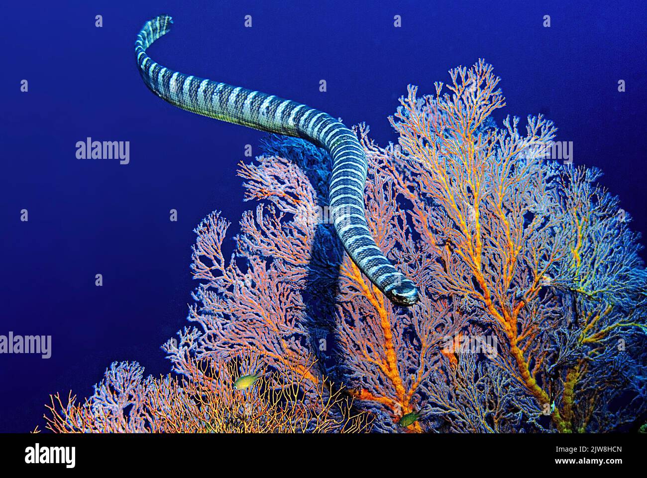 Annulated sea snake (Hydrophis cyanocinctus) also known as blue-banded sea snake, a type of venomous sea snake, Raja Ampat, Indonesia, Pacific Ocean Stock Photo
