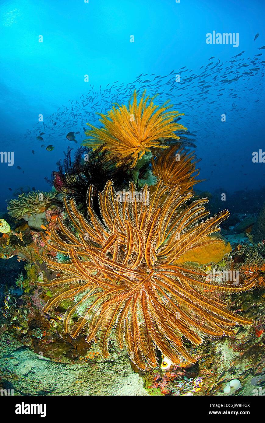 This crinoid, also known as a feather star (Comatulida), unfolds to filter plankton, Raja Ampat, Indonesia, Pacific Ocan Stock Photo