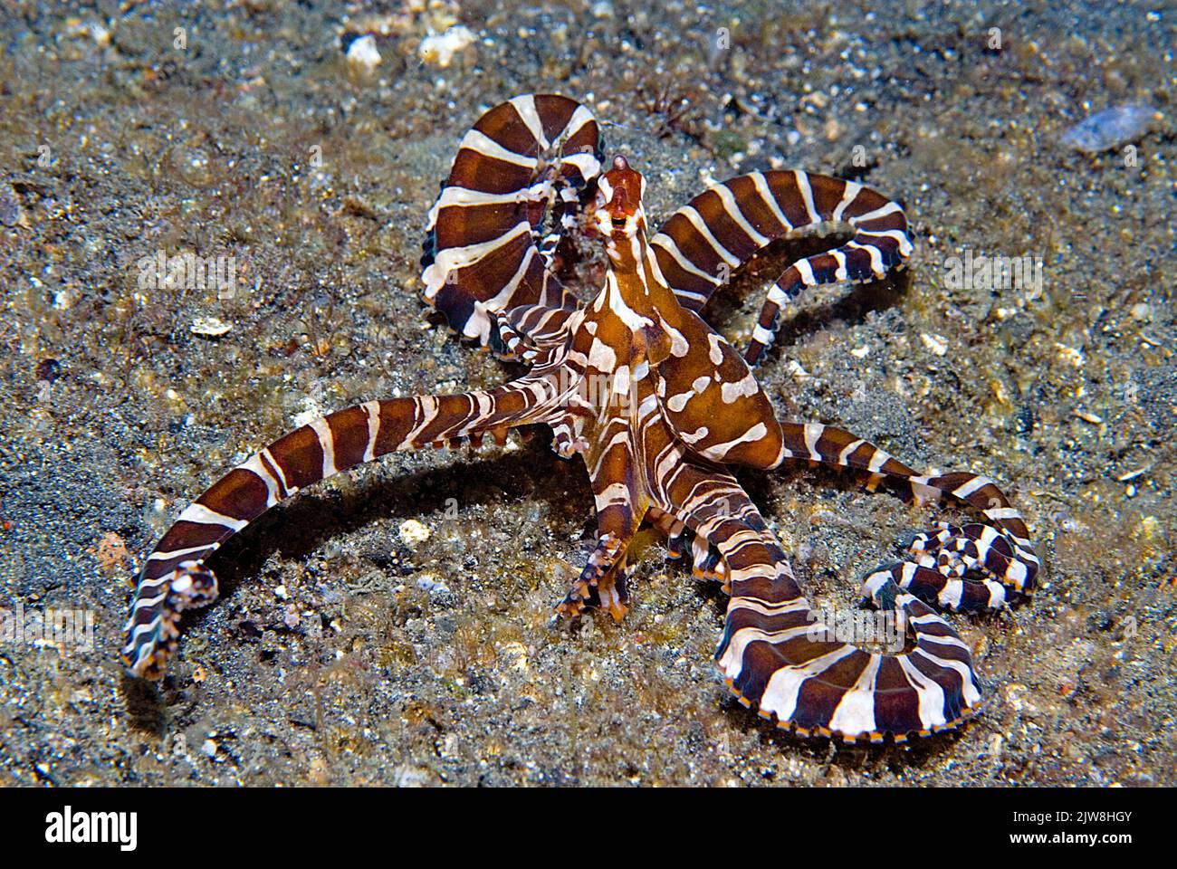 Mimic Octopus (Thaumoctopus mimicus), has the ability to imitate various sea creatures by changing shape and color, Lembeh Strait, Indonesia Stock Photo