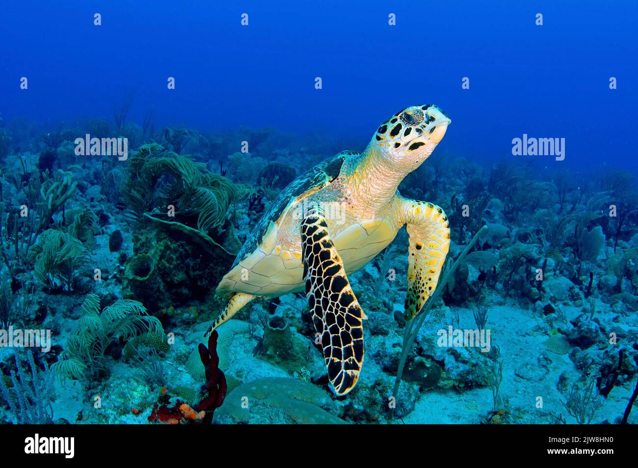 Hawksbill Turtle (Eretmochelys imbricata) in a caribbean coral reef, Statia, St. Eustatius, Caribbean. Stock Photo