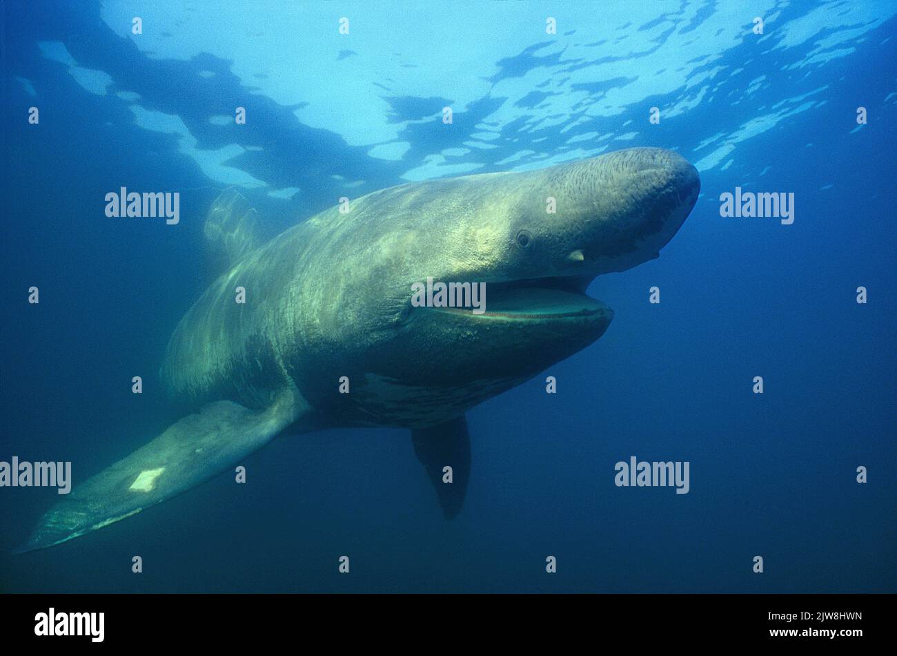 Basking shark (Cetorhinus maximus), Canada, Atlantic ocean Stock Photo