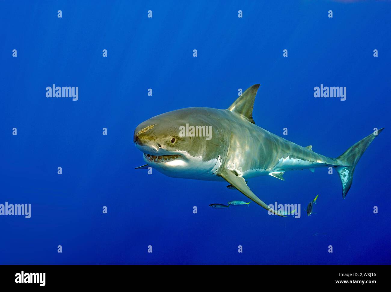 Great white shark (Carcharodon carcharias) in blue water, Guadalupe Island, Mexico, Pacific Ocean Stock Photo