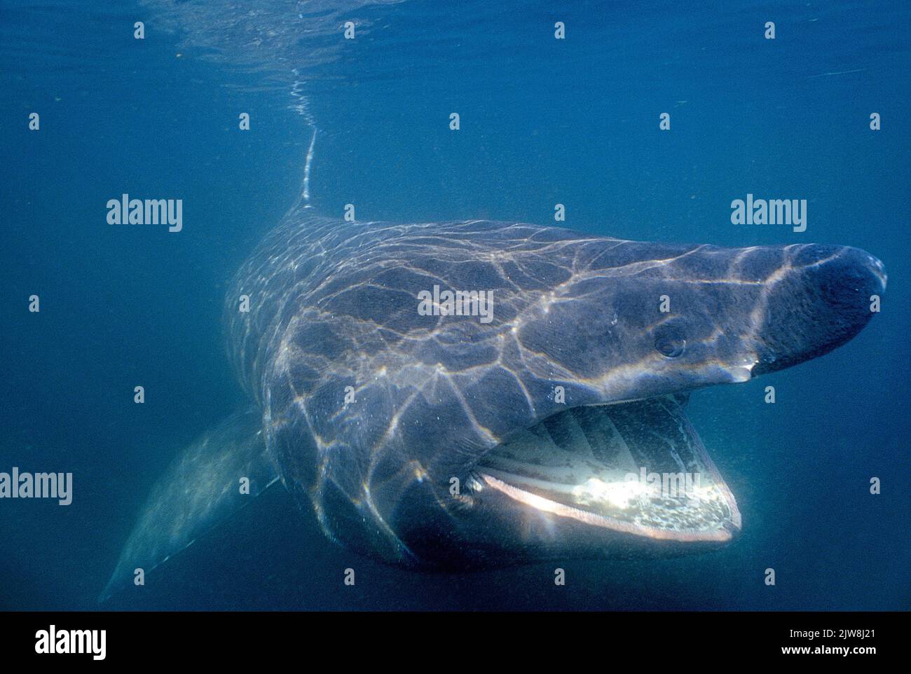 Basking shark (Cetorhinus maximus), Canada, Atlantic ocean Stock Photo
