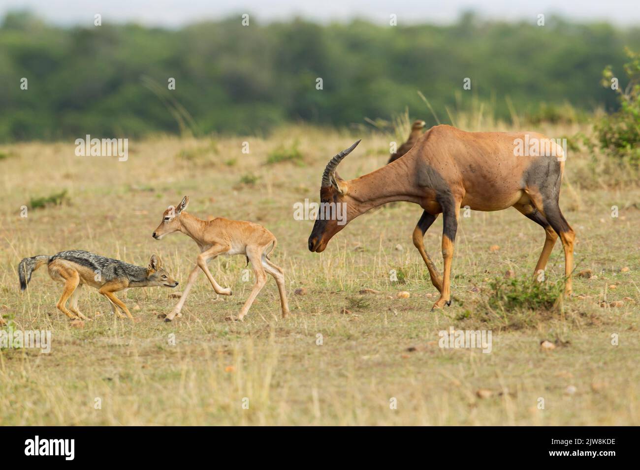 a-mother-and-baby-topi-damaliscus-lunatus-try-to-fend-off-the-attack