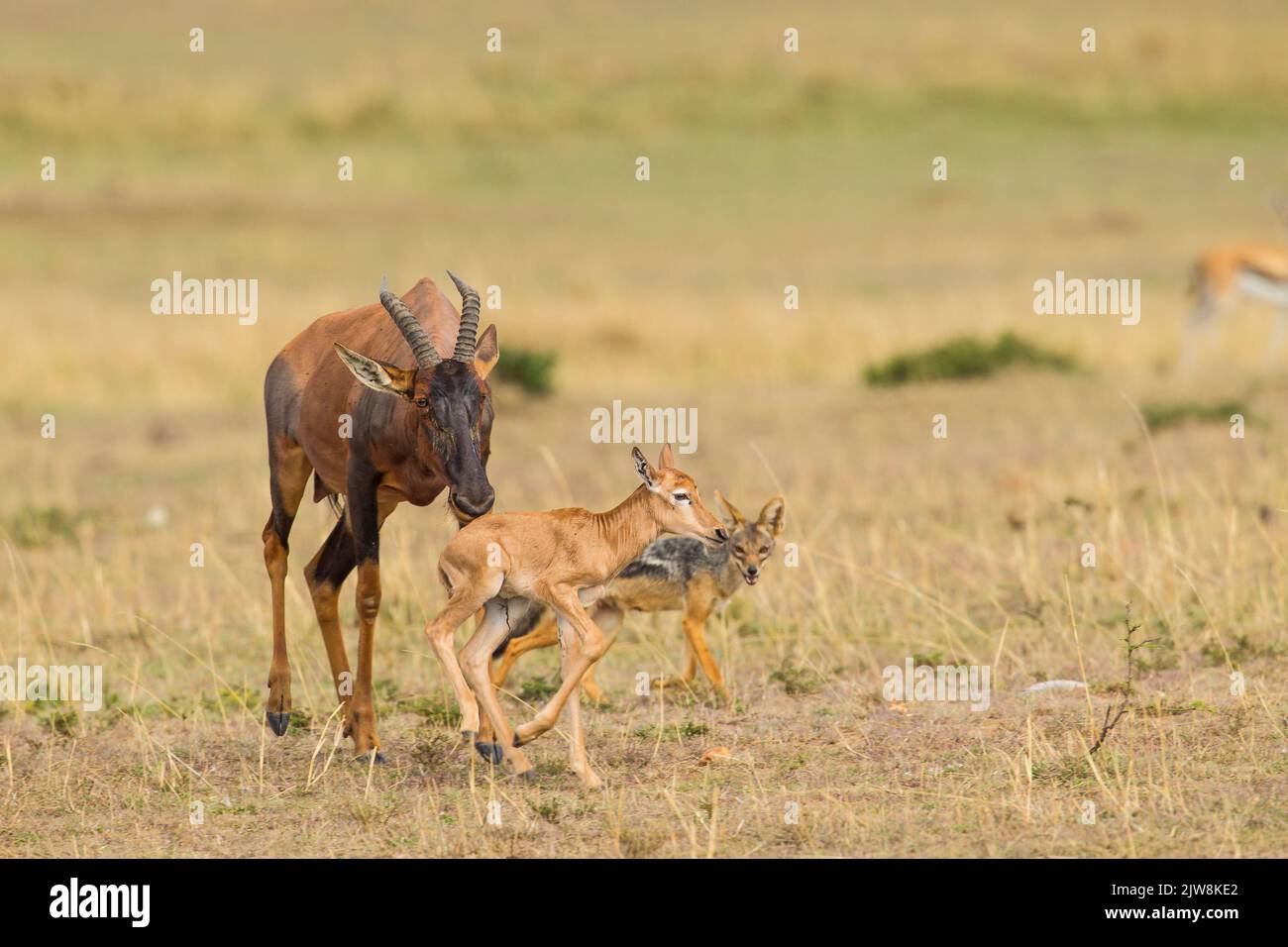 A mother and baby Topi  (Damaliscus lunatus) try to fend off the attack of a pair of Black-backed Jackals (Canis mesomelas) trying to take the offspri Stock Photo