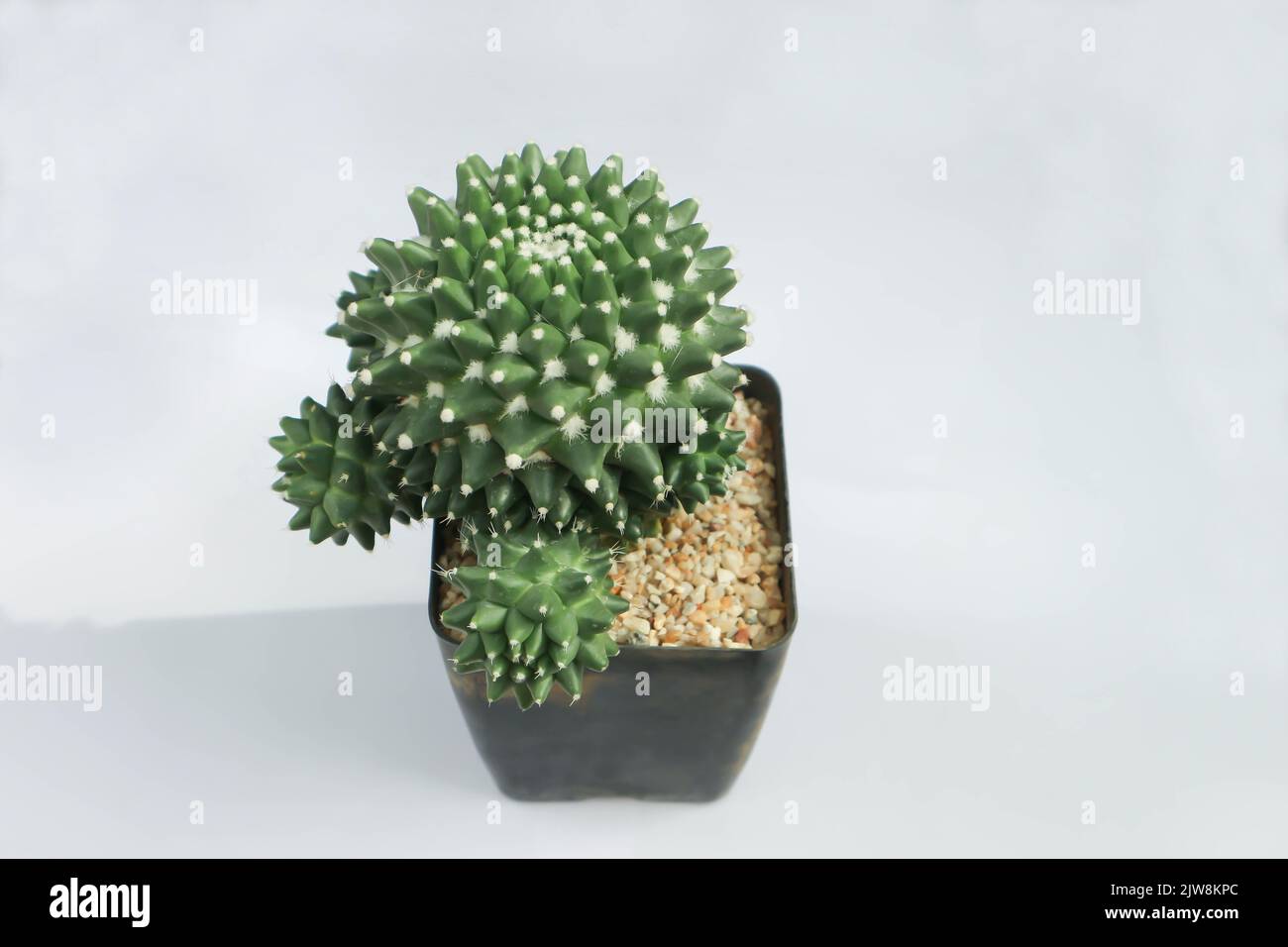 Mammillaria Polythele or mammillaria polythele toluca or Euphorbia  piscidermis or cactus, succulent plant Stock Photo - Alamy