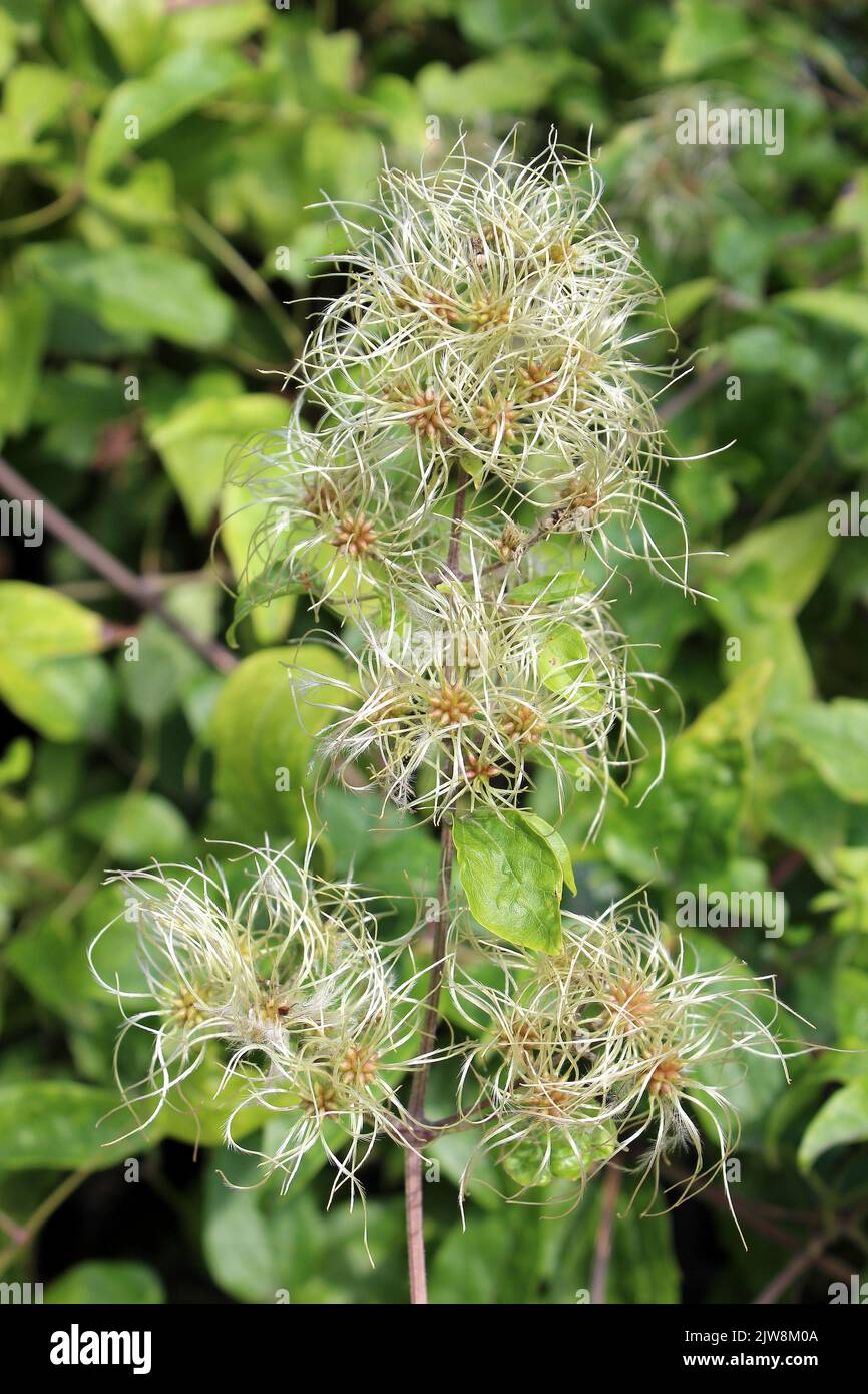 Seed Head of Old Man’s Beard a.k.a. Traveller's Joy Clematis vitalba Stock Photo