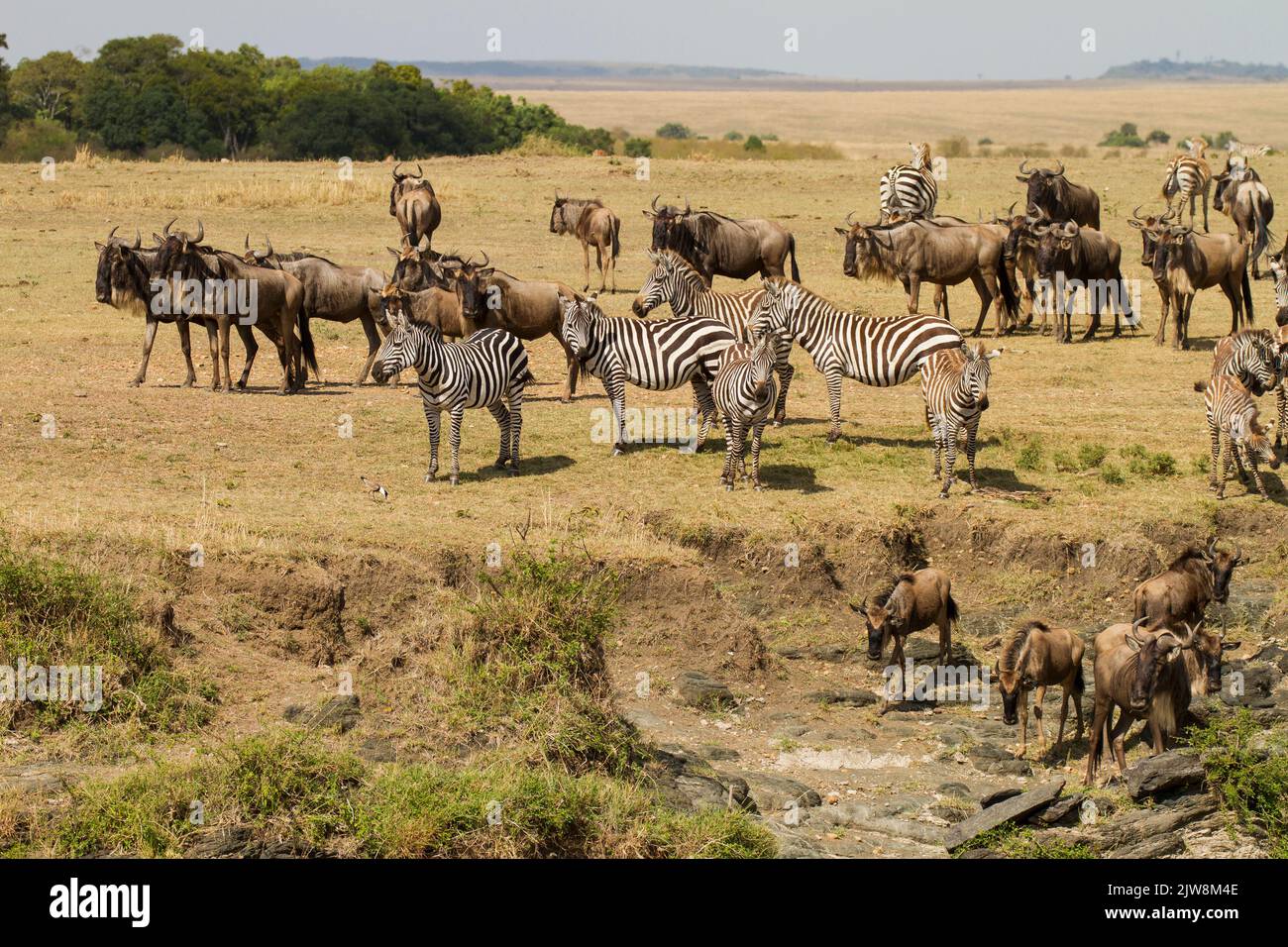 Wildebeest (Connochaetes taurinus)  and Zebra (Equus quaga) near a river crossing Stock Photo