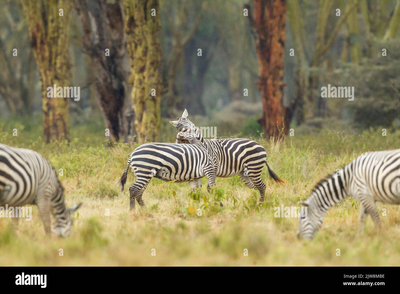 Zebra (Equus quagga), boehmi sub-species, fighing Stock Photo