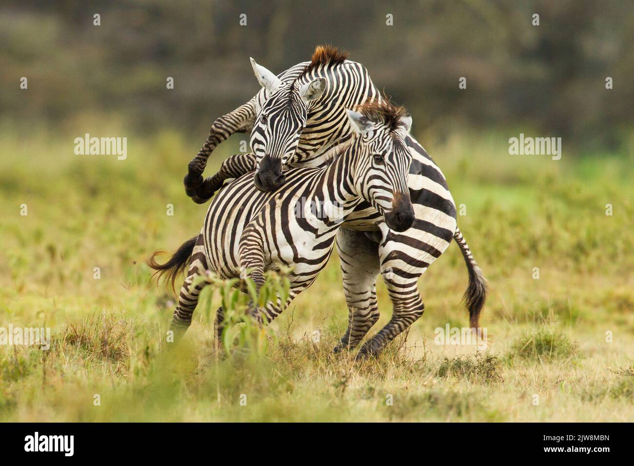 Common Zebra (Equus quagga), boehmi subspecies. Male mating overture
