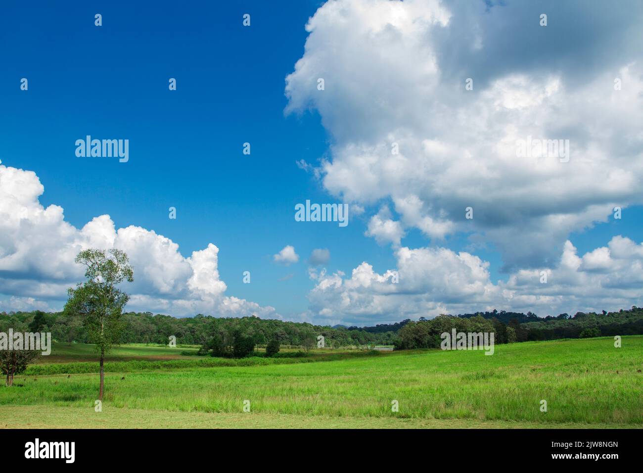 Green grass field on small hills and blue sky with clouds Stock Photo ...