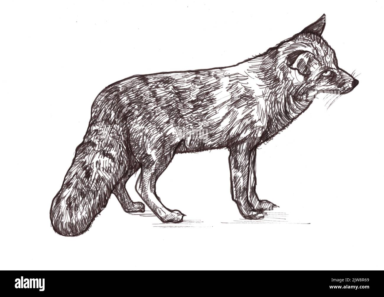 Black and white illustration of a red fox on a white background. Stock Photo