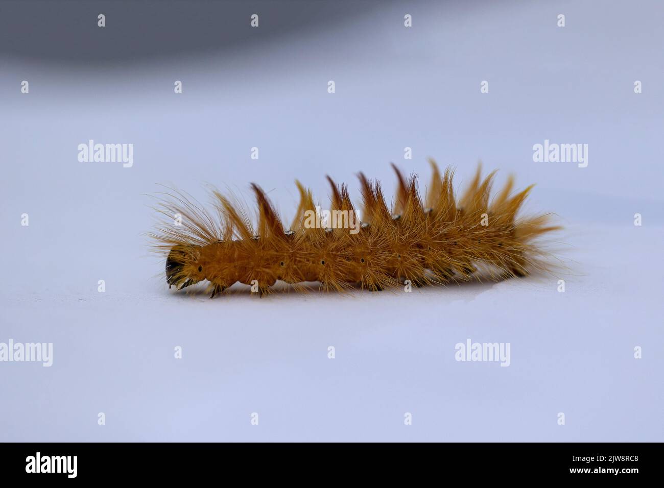 Sycamore Moth Caterpillar Stock Photo
