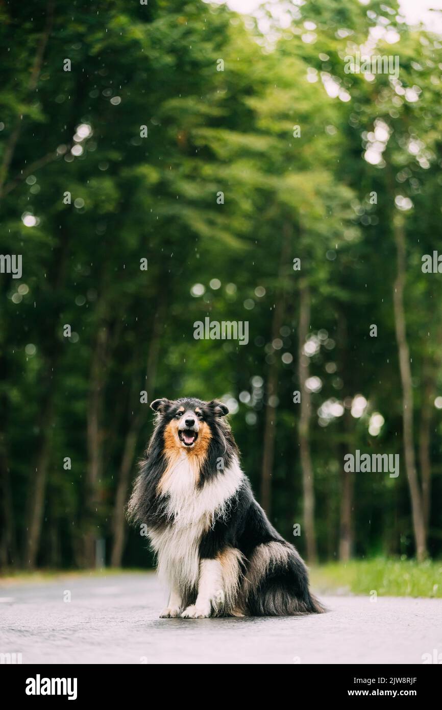 Rough Collie, lassie, Dog Stock Photo - Alamy