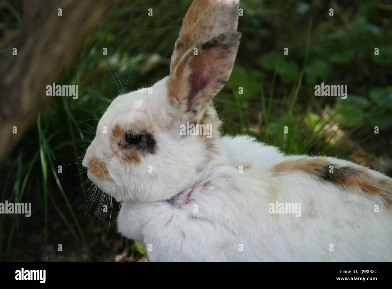 Rabbit profile hi-res stock photography and images - Alamy