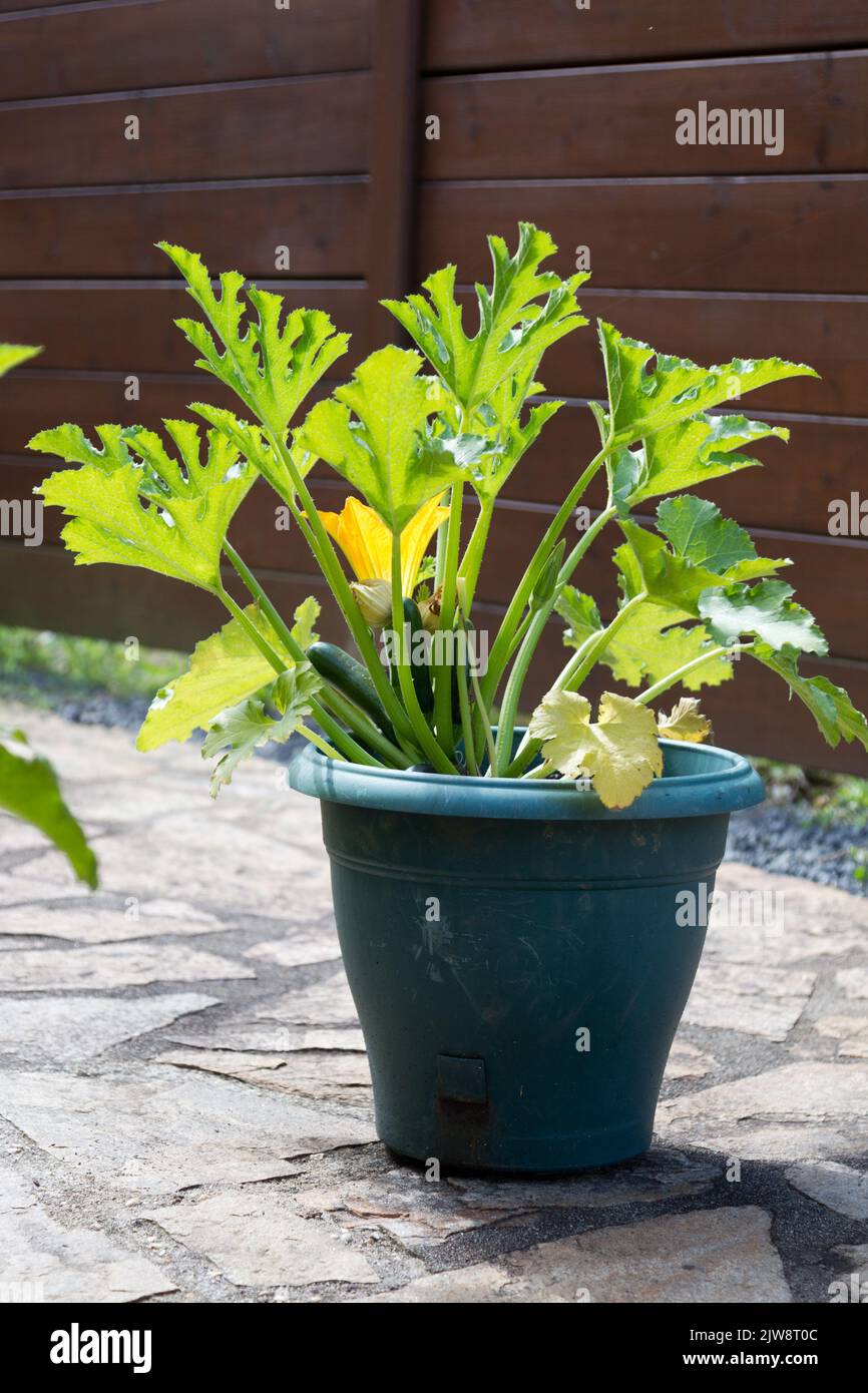 young courgette plant growing in a pot Stock Photo Alamy