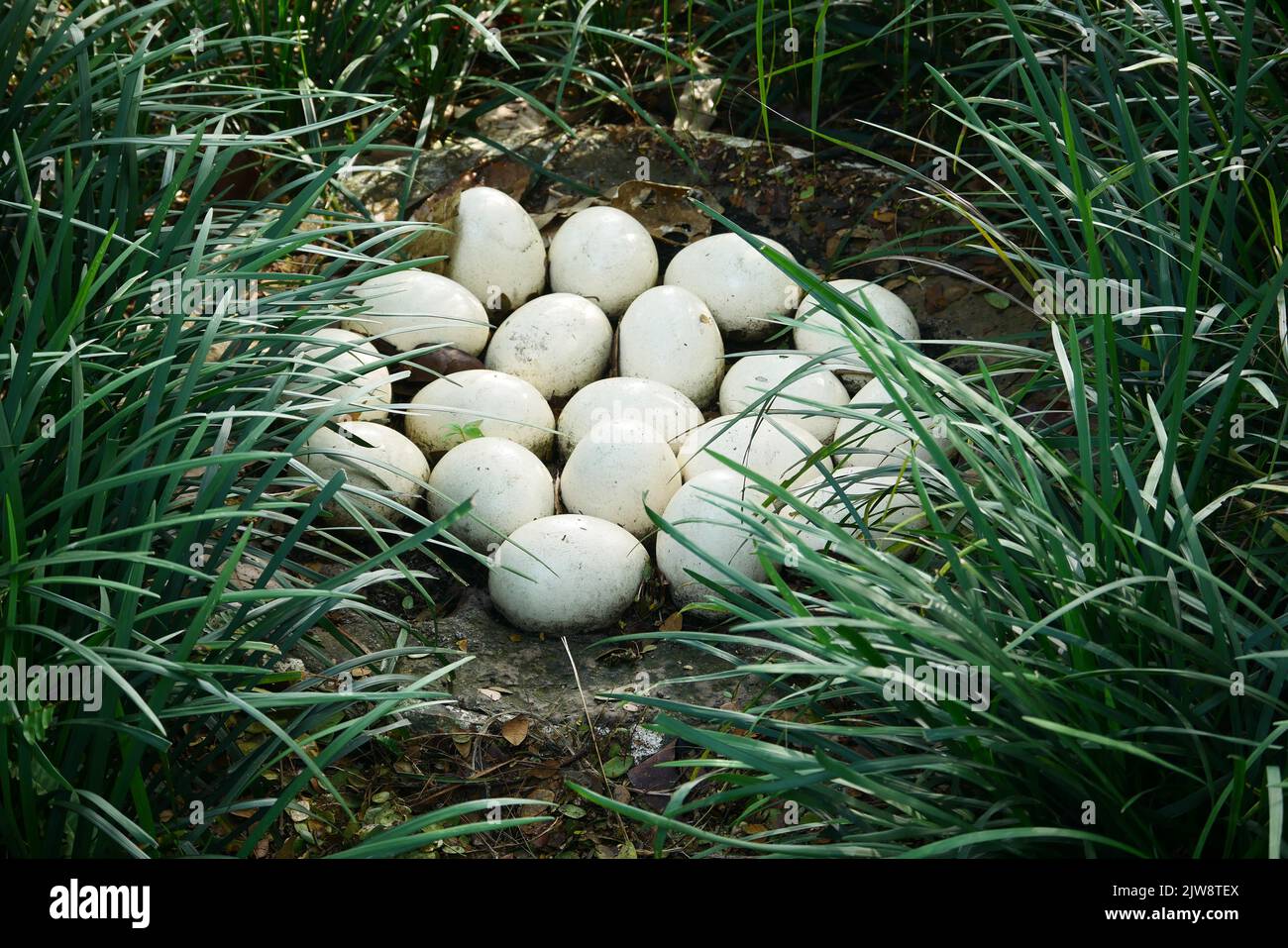 Ostrich egg on green grass top view  Stock Photo