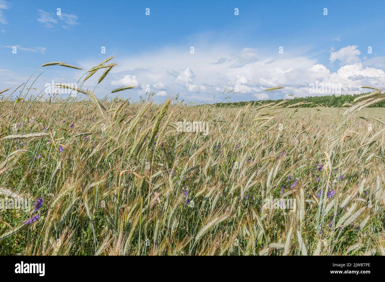 Rye field green immature hi-res stock photography and images - Alamy