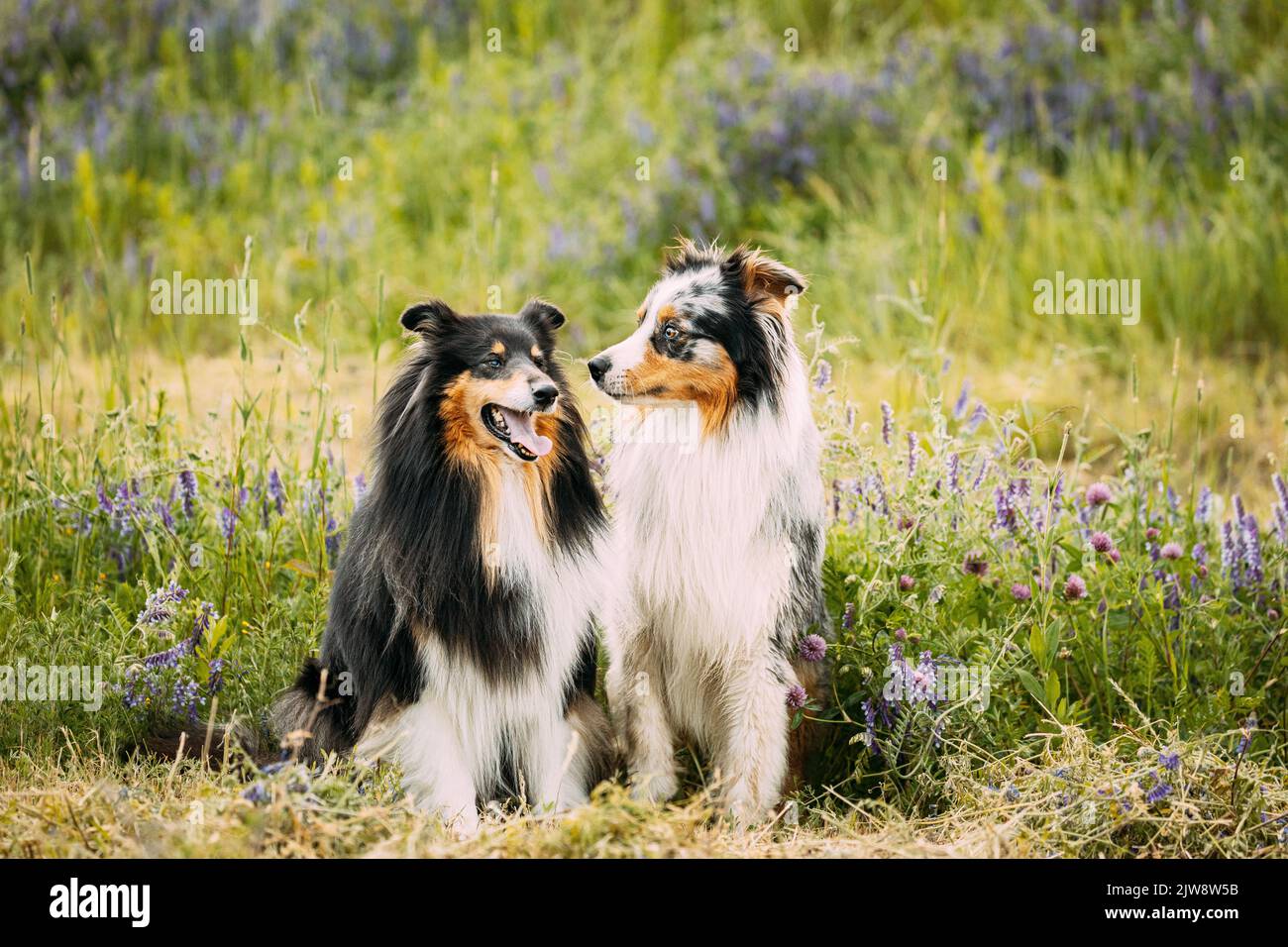 Lassie dogs hi-res stock photography and images - Alamy