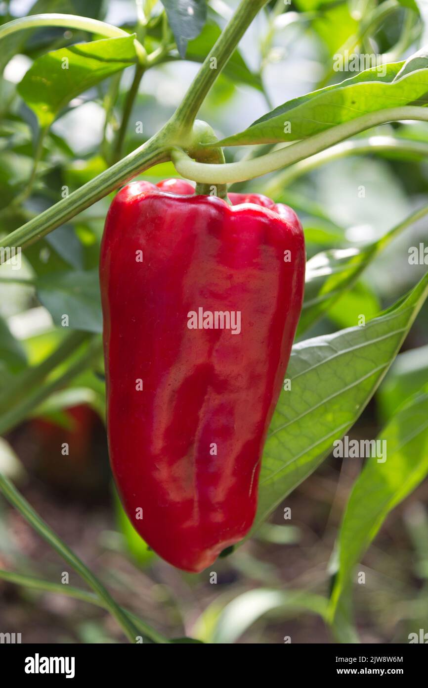 Ripe red bell pepper growing in a polytunnel Stock Photo
