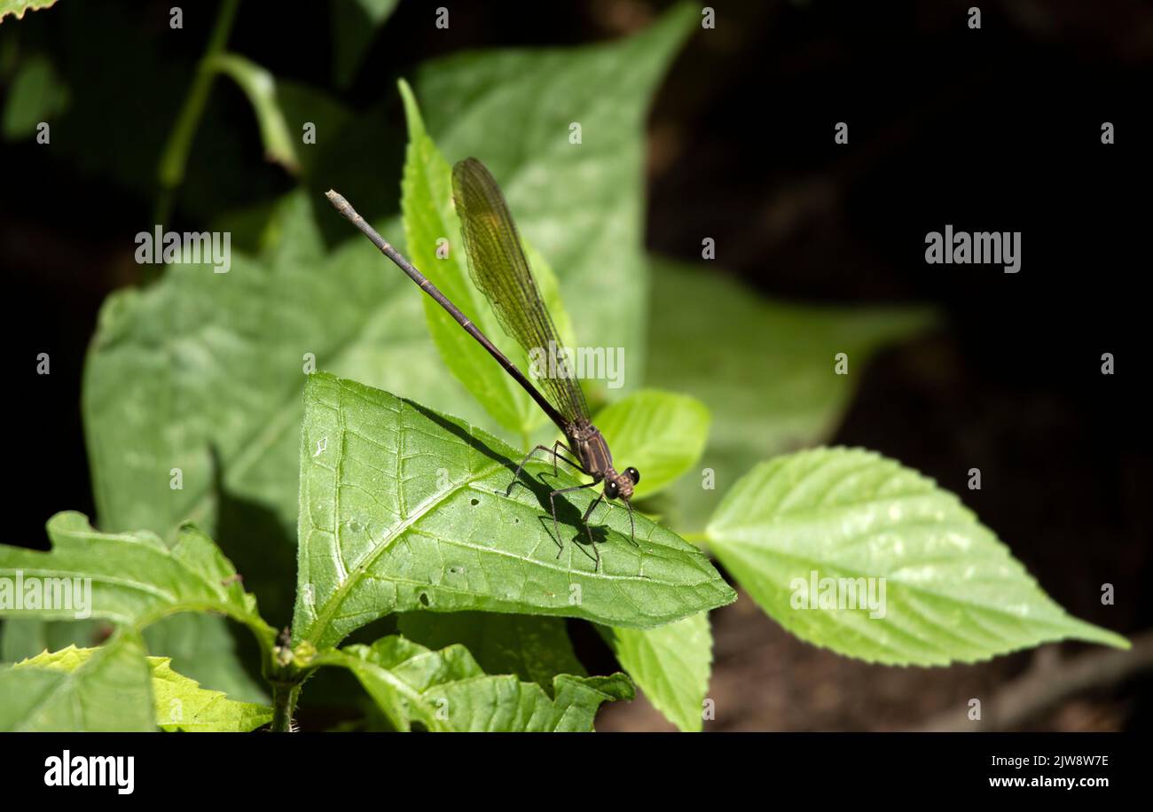 A large member of the Damselfly family, the Glistening Demoiselle or Glitterwings, spends a lot of time perched in riverside vegetation. Stock Photo