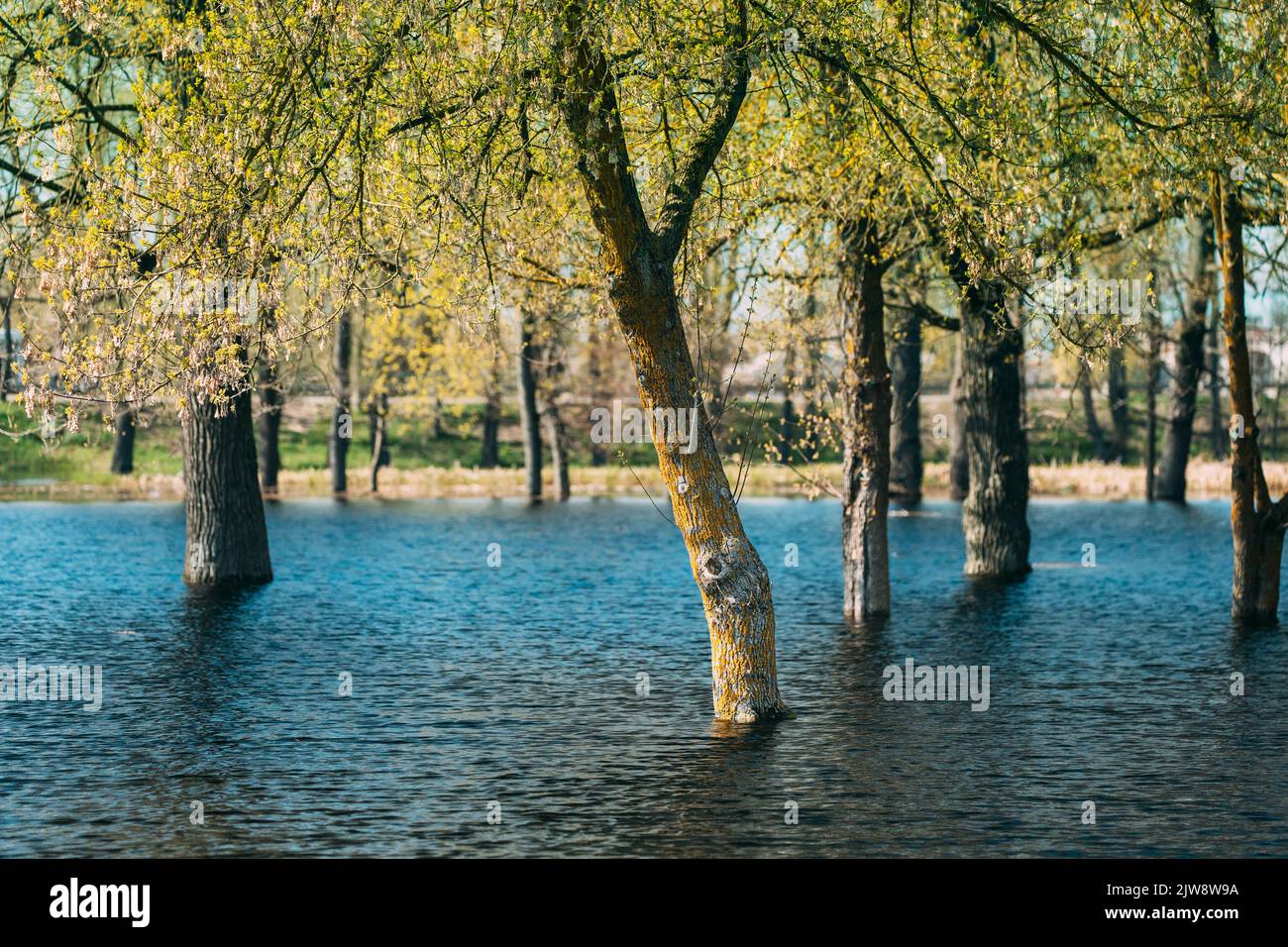 Trees That Standing In Water During Spring Flood Floodwaters. Ripples On Water. Water Deluge During A Spring Flood. Inundation River. Flood Natural Stock Photo