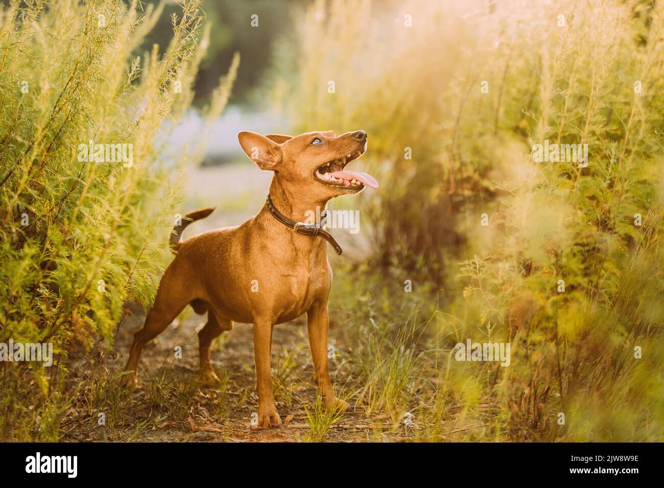 Brown Min Pin, miniature, pincher, Pinscher, Zwergpinscher Posing Outdoor In Sunny Summer Evening. Male Dog Pinscher Standing In Green Grass Stock Photo