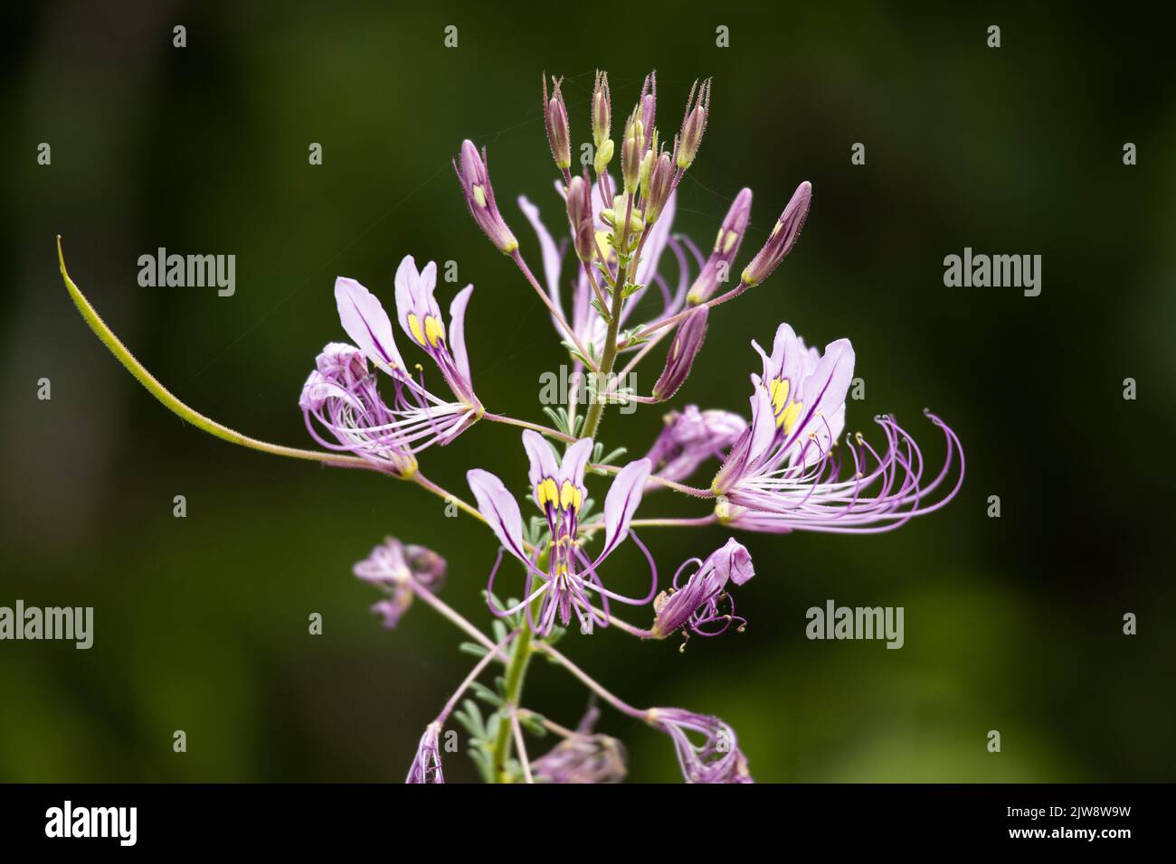 The distinctive flowers of the Pretty Lady have distinctive long stamens. They flower for a long period and often on roadsides and disturbed ground. Stock Photo