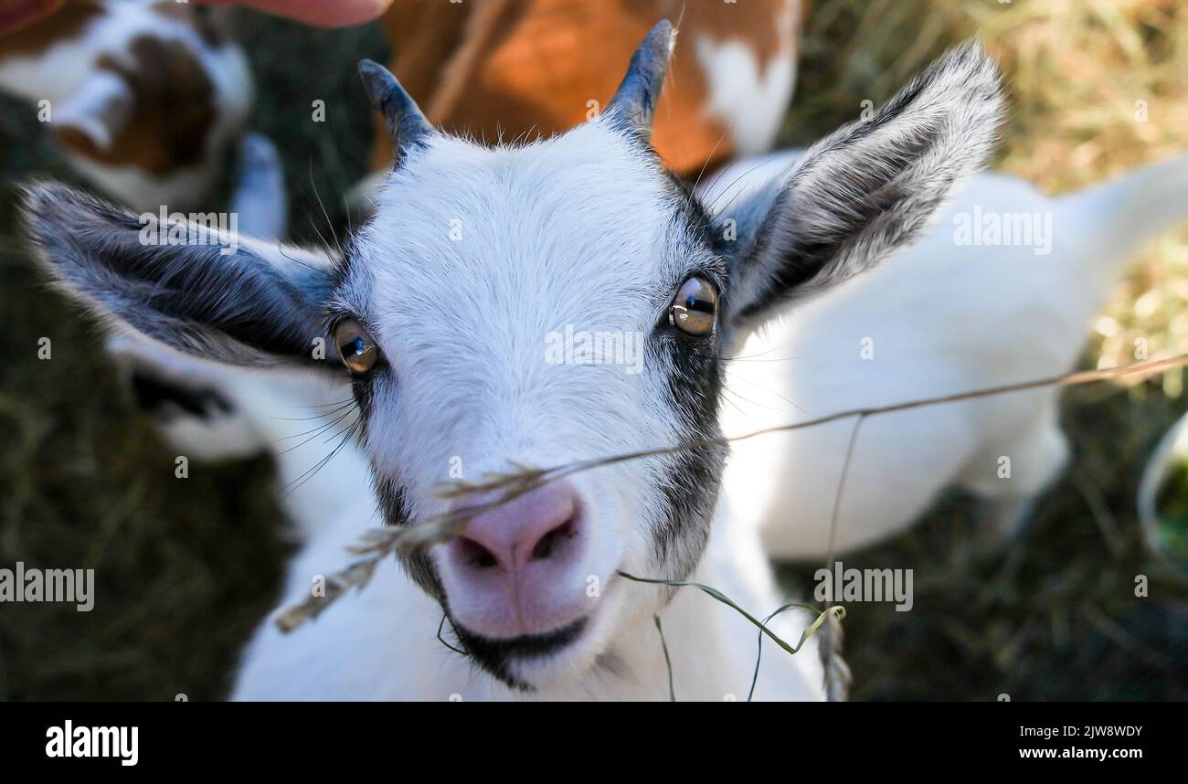 Young black and white  baby goat close up Stock Photo
