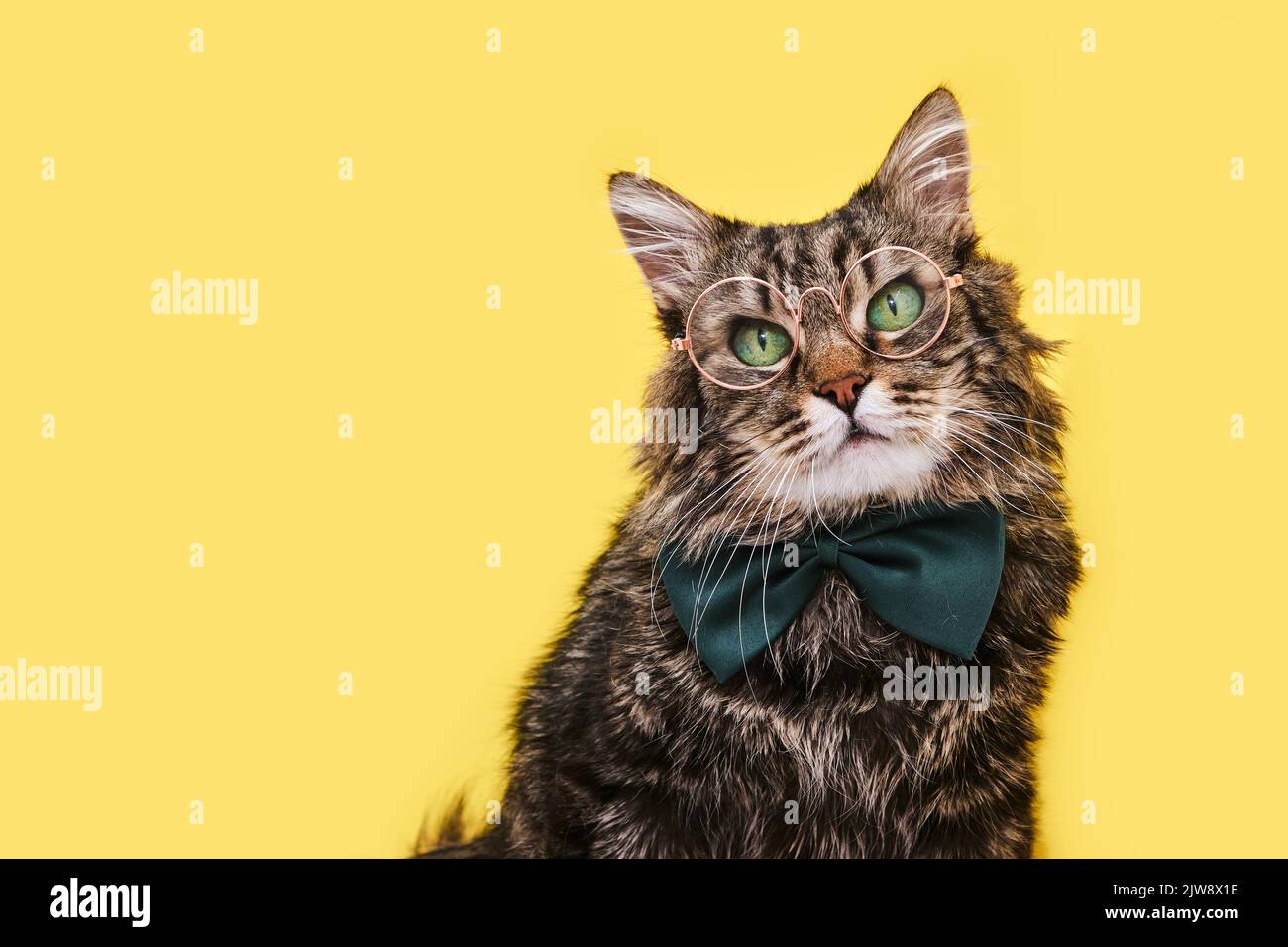 Funny cat in bow tie and glasses sitting on yellow background Stock Photo -  Alamy