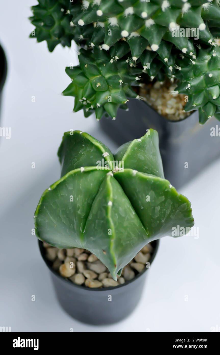 Astrophytum myriostigma, astrophytum myriostigma nudum or astrophytum myriostigma var nudum or cactus or succulent Stock Photo