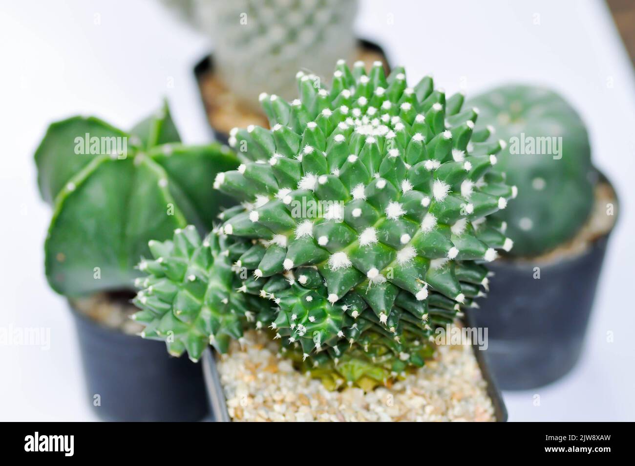Mammillaria Polythele or mammillaria polythele toluca or Euphorbia  piscidermis or cactus, succulent plant Stock Photo - Alamy