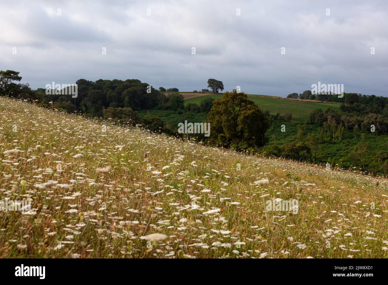 Meadow covered by Umbelliferae flowers family in the summer season along the Chemin du Puy Stock Photo