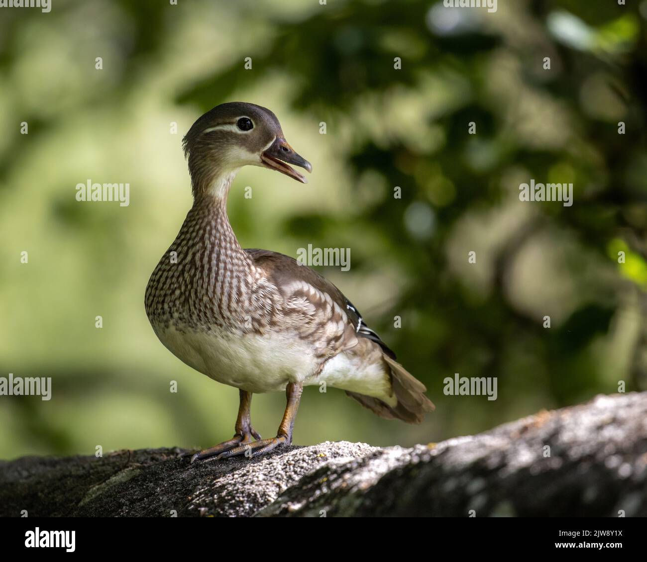 Stunning view of a female mandarin duck (Aix galericulata) on a wall