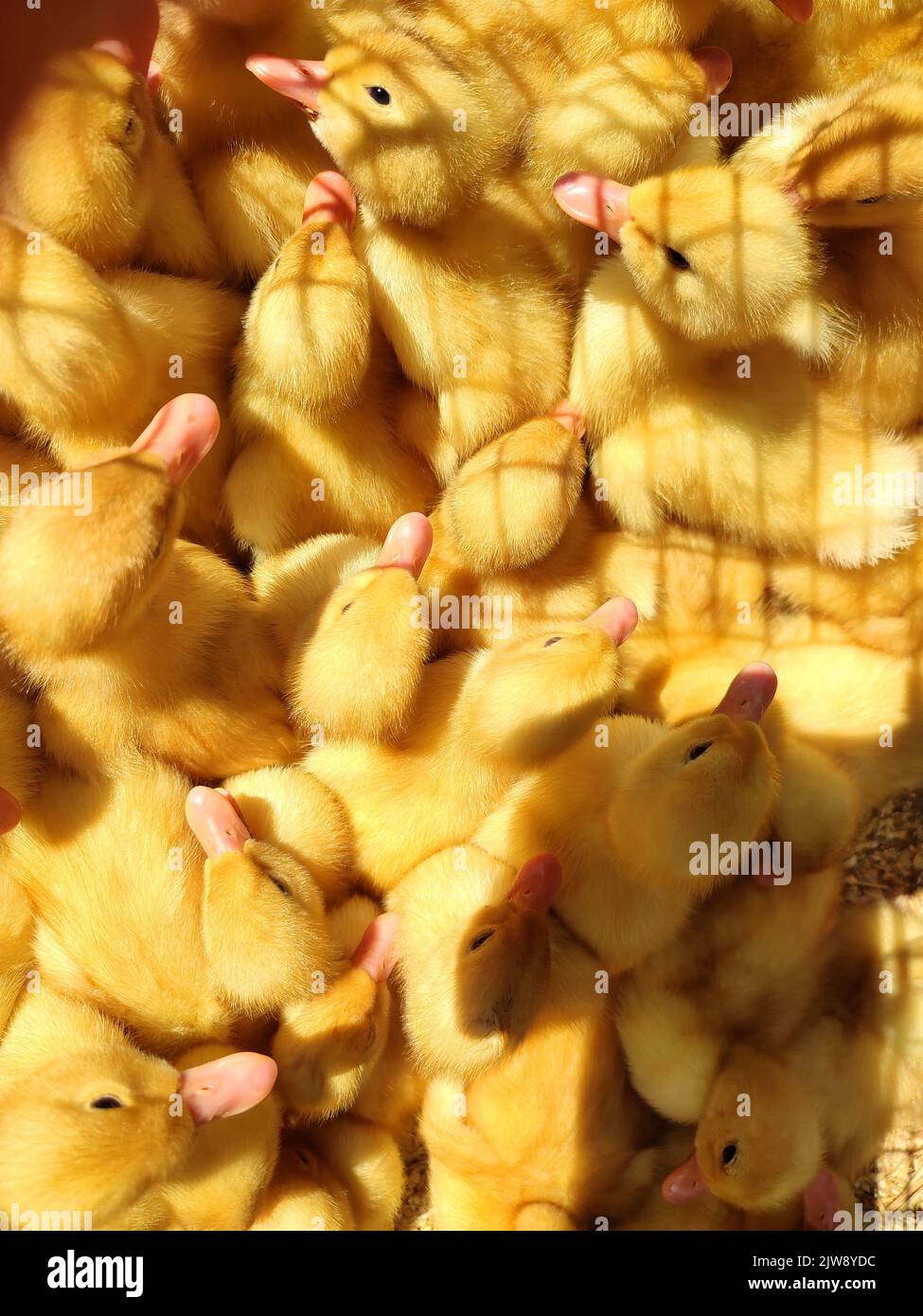Many little yellow young ducks close-up. Many ducklings top view. Livestock, agribusiness, domestic pet, aviculture breeding, industrial production. Duck farm. Ducks breeding. Agricultural background Stock Photo