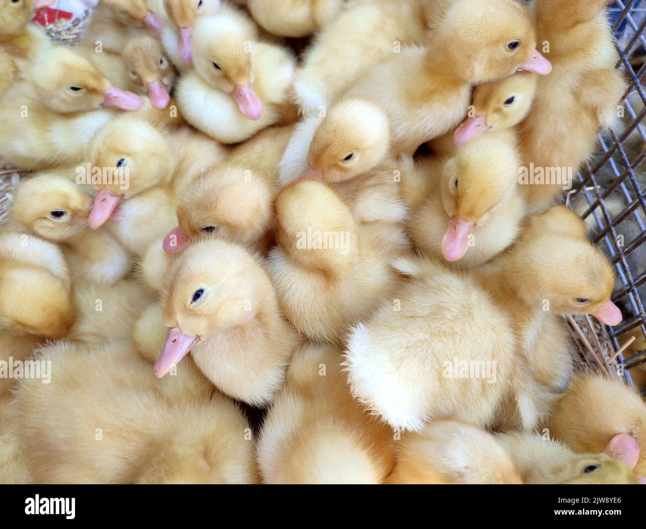 Many little yellow young ducks close-up. Many ducklings top view. Livestock, agribusiness, domestic pet, aviculture breeding, industrial production. Duck farm. Ducks breeding. Agricultural background Stock Photo