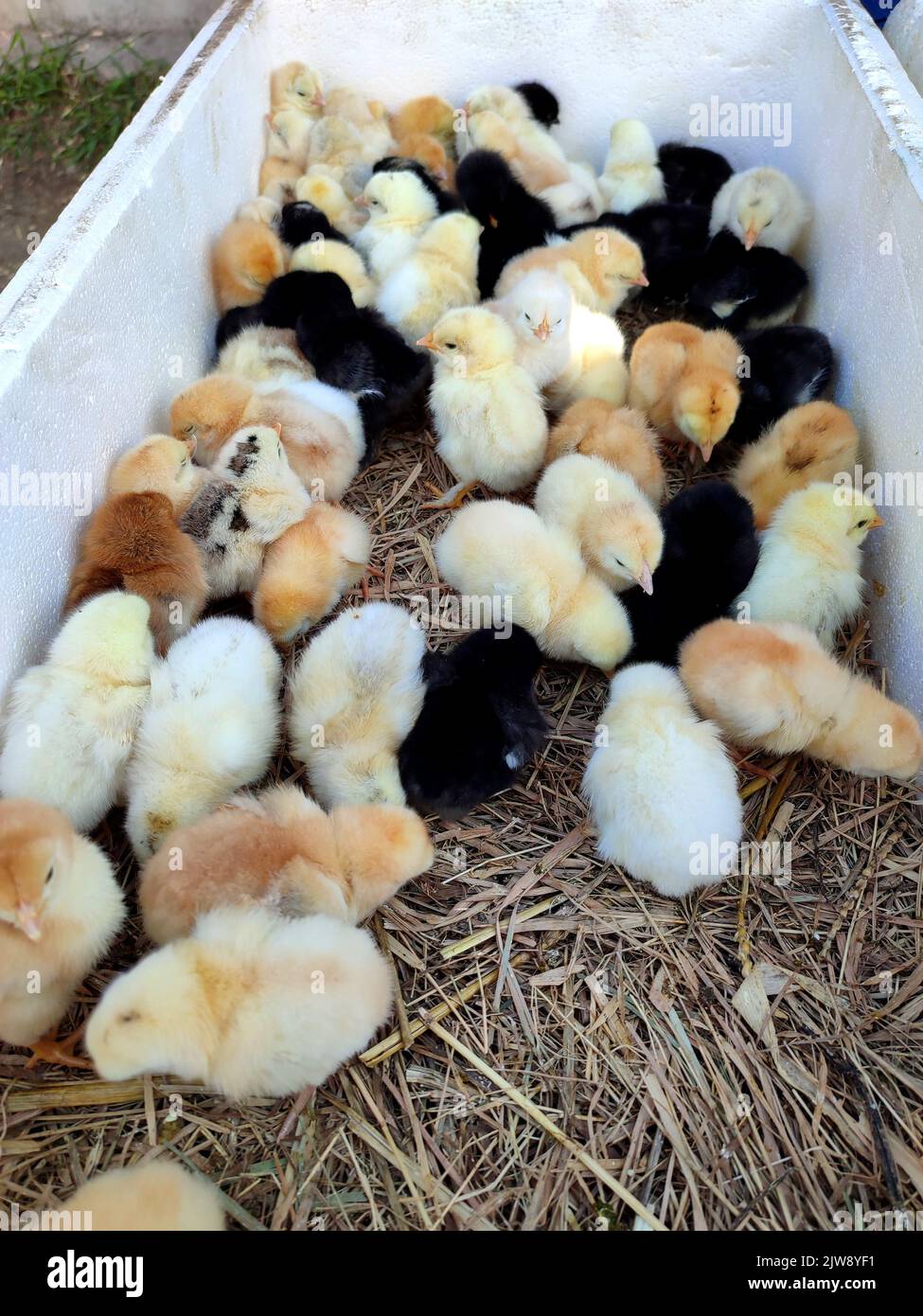 Many little yellow, black, gray young chickens on farm close-up. Many hen chickens top view. Livestock, agribusiness, domestic pet, aviculture breeding, industrial production. Agricultural background Stock Photo