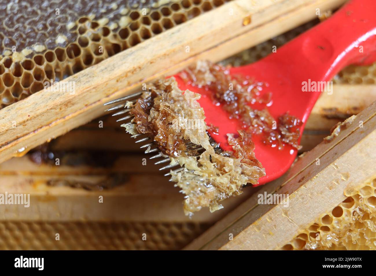 beekeeping the extraction of natural honey Stock Photo Alamy