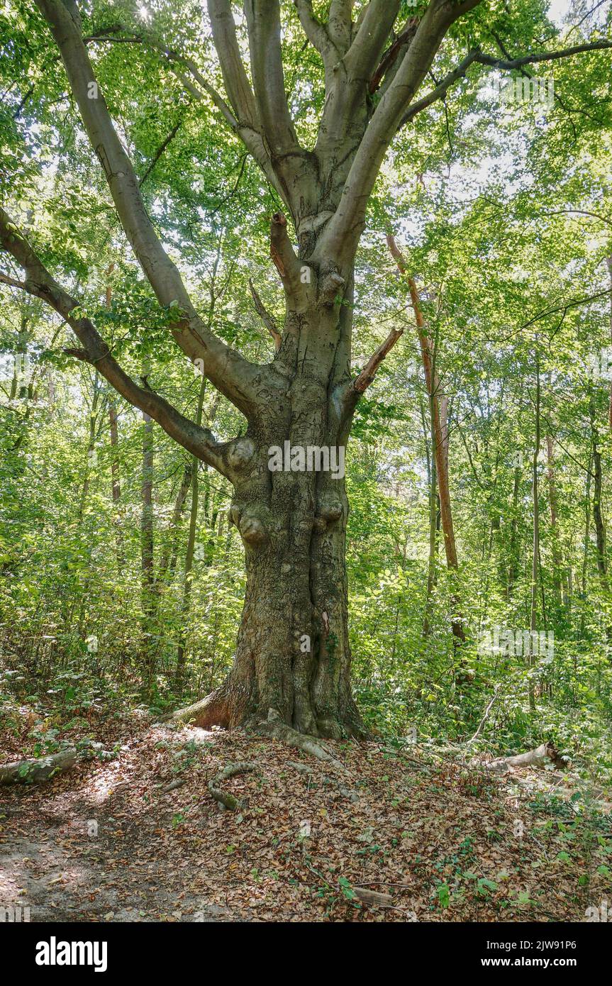 Misburger Wald Hannover Stock Photo