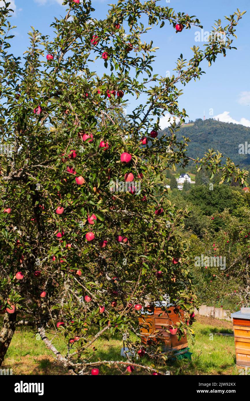 Apfelblüte, Blüte  im öffentlichen Obstgut Baden-Baden Lichtental, mit Blick auf die Battert Felsen Stock Photo