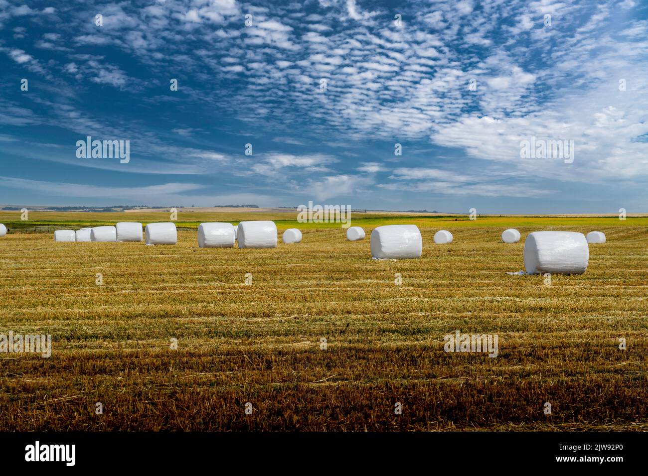 Hay rolls wrapped in hi-res stock photography and images - Alamy