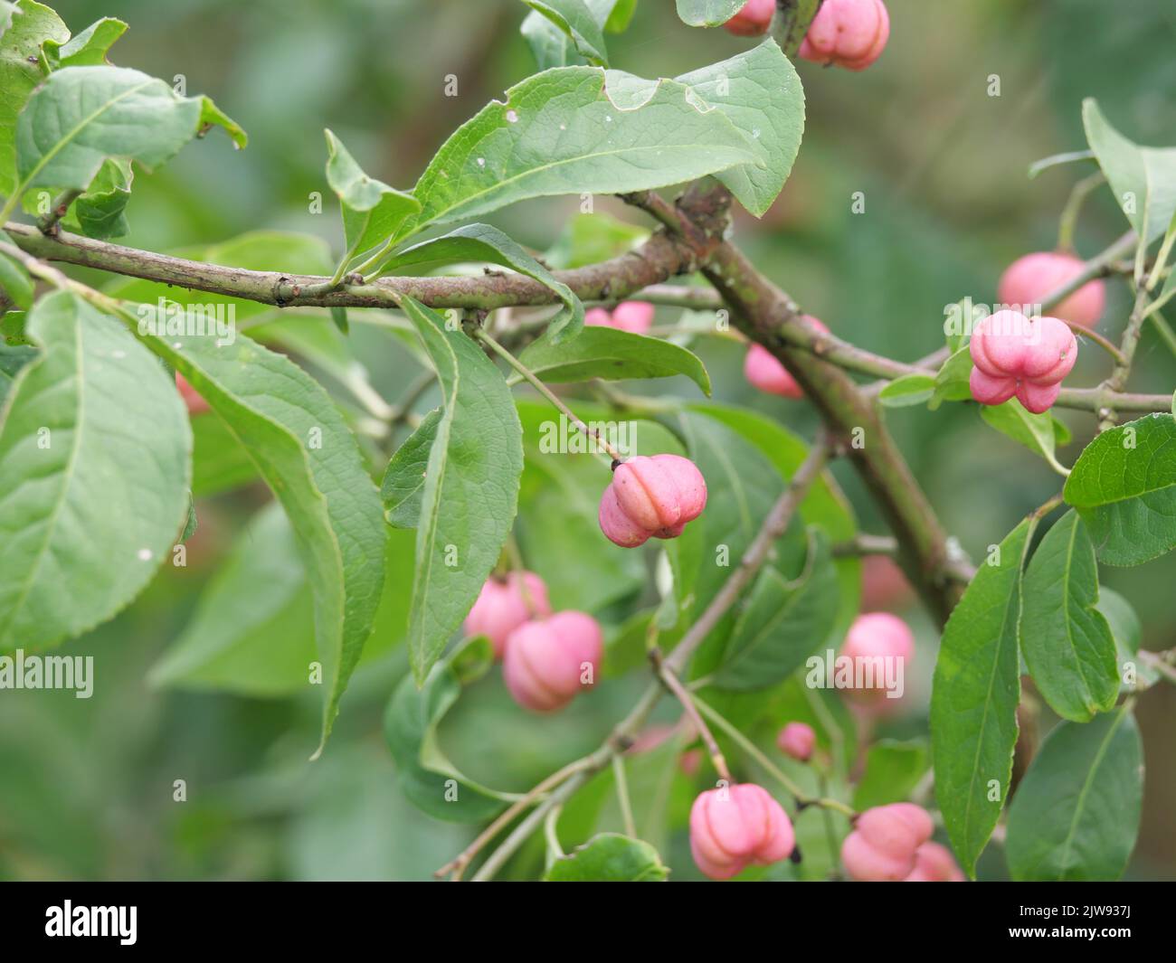 The red fruits of the euonymus, Euonymus europaea, and the green leaves in September Stock Photo