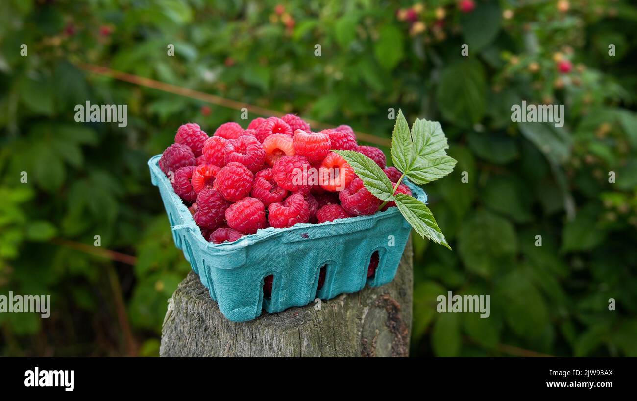 Fresh picked raspberries outdoor on woo with green fields behind close up Stock Photo