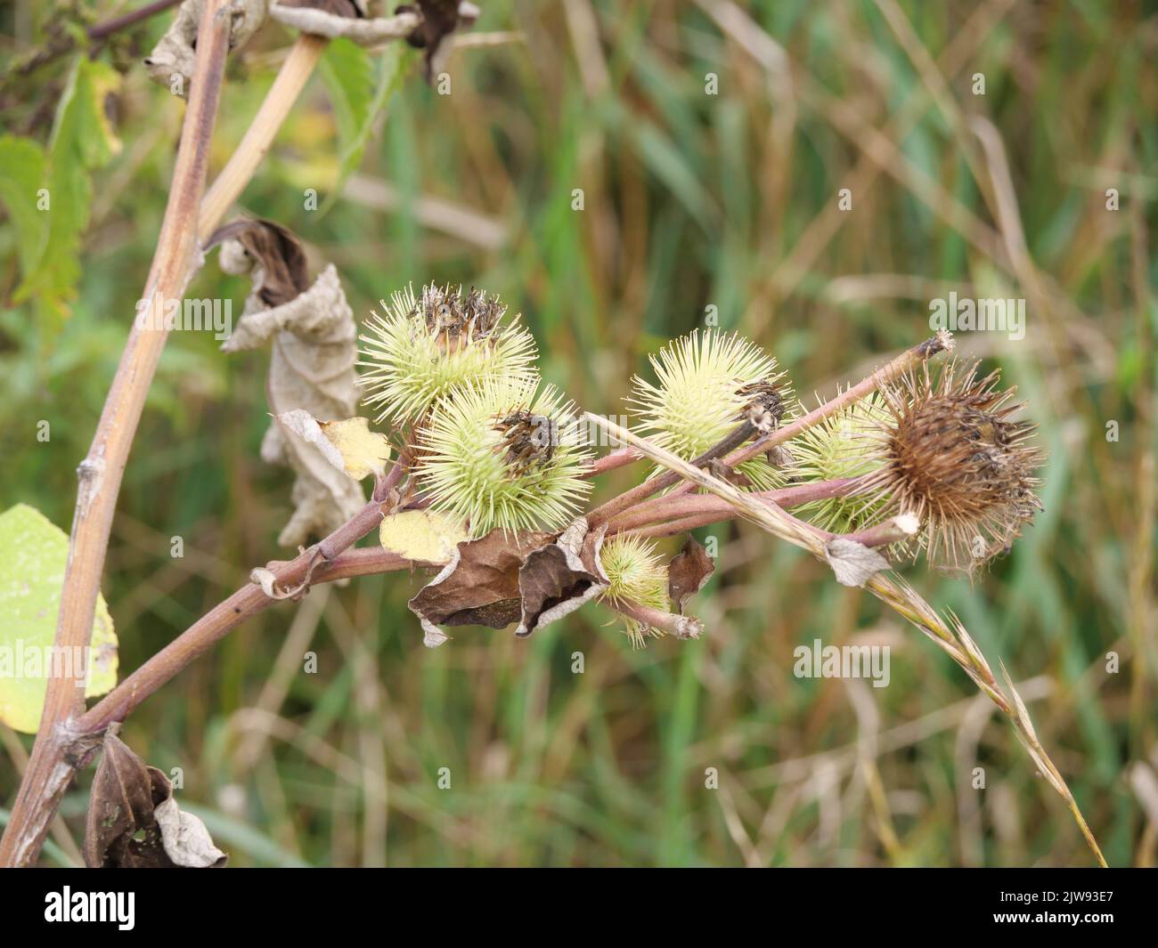 Burdock fruits of the greater burdock, Arctium lappa, in early September Stock Photo