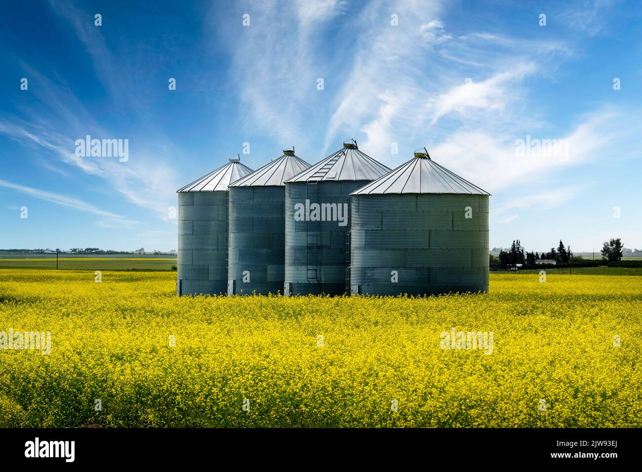 Row of grain bins standing on a blooming yellow mustard seed field on