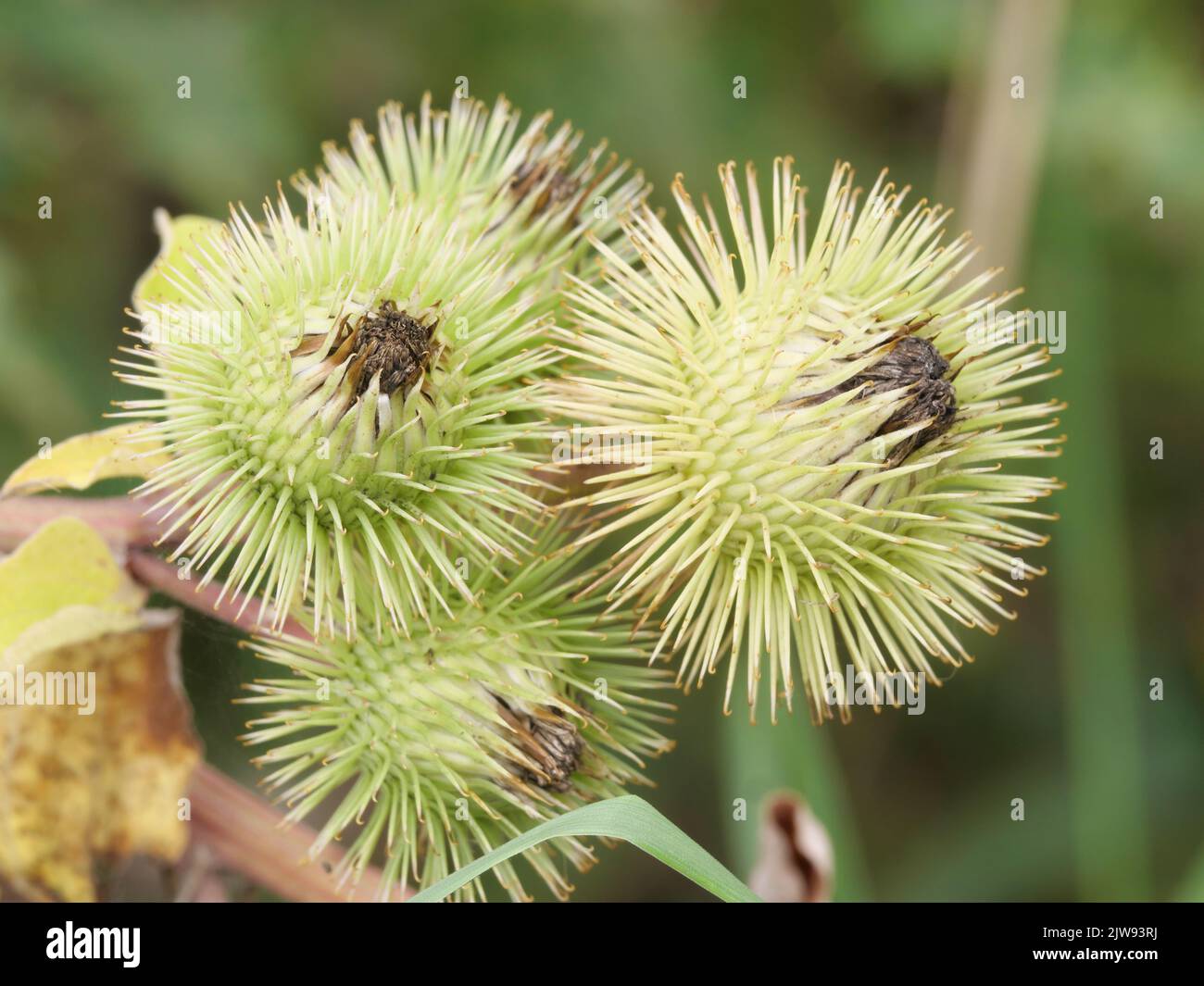 Burdock fruits of the greater burdock, Arctium lappa, in early September Stock Photo
