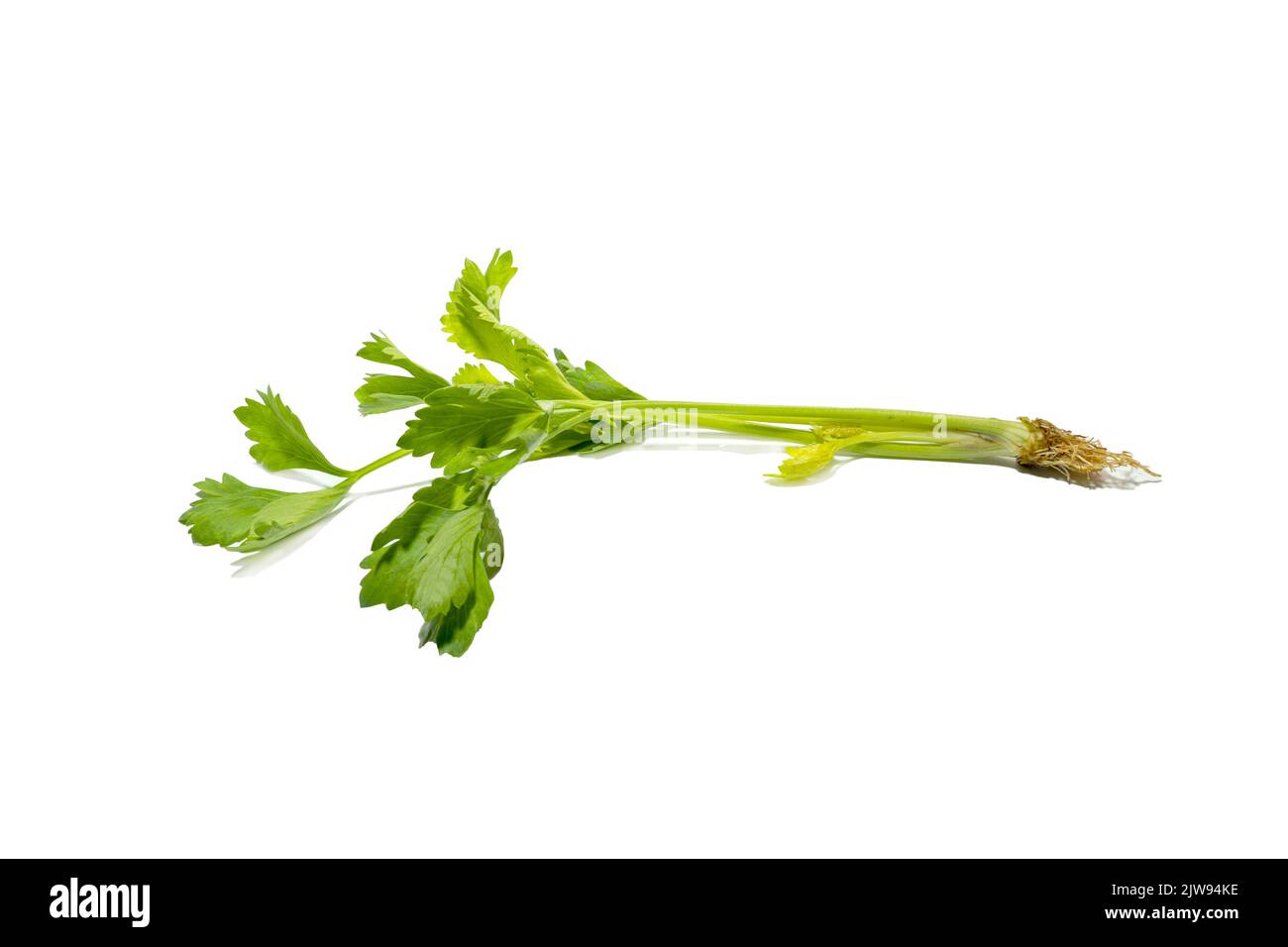 Fresh celery vegetarian stalk on white background. top view. Stock Photo